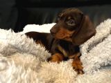 Choco Tan Ve Black Tan Dachshund Yavrular