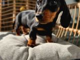 Choco Tan Ve Black Tan Dachshund Yavrular