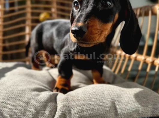 Choco Tan Ve Black Tan Dachshund Yavrular görsel