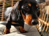 Choco Tan Ve Black Tan Dachshund Yavrular