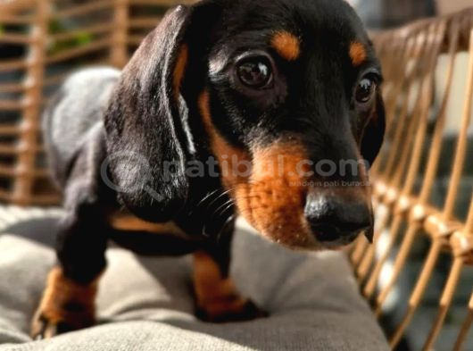 Choco Tan Ve Black Tan Dachshund Yavrular görsel