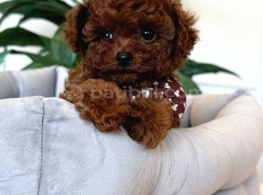 SEVİMLİ TOY POODLE YAVRUMUZ