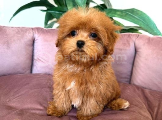 Malti̇poo Ci̇nsi̇ Yavrular Ev Üreti̇mi̇