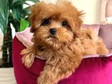 Malti̇poo Ci̇nsi̇ Yavrular Ev Üreti̇mi̇