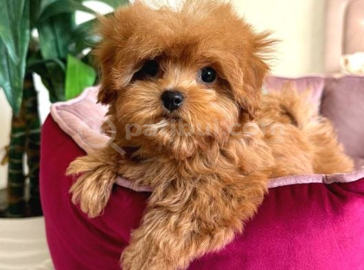 Malti̇poo Ci̇nsi̇ Yavrular Ev Üreti̇mi̇ görsel