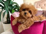 Malti̇poo Ci̇nsi̇ Yavrular Ev Üreti̇mi̇
