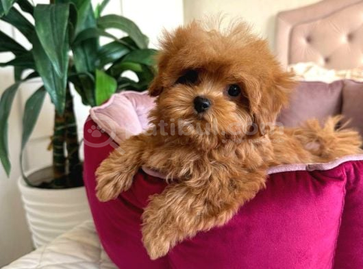 Malti̇poo Ci̇nsi̇ Yavrular Ev Üreti̇mi̇ görsel