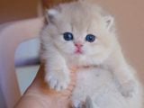 Canlı Peluş Ay Golden British Longhair