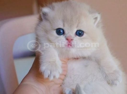 Canlı Peluş Ay Golden British Longhair