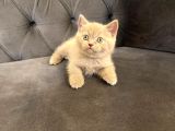 Irk Ve Sağlık Garanti Belgeli British Shorthair Yavruları