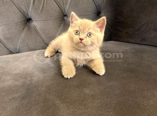 Irk Ve Sağlık Garanti Belgeli British Shorthair Yavruları görsel