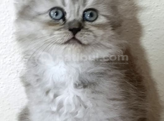 Silver Long Erkek Yavrumuz görsel