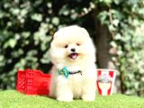 Ayıcık Boo Surat Pomeranian Yavrular