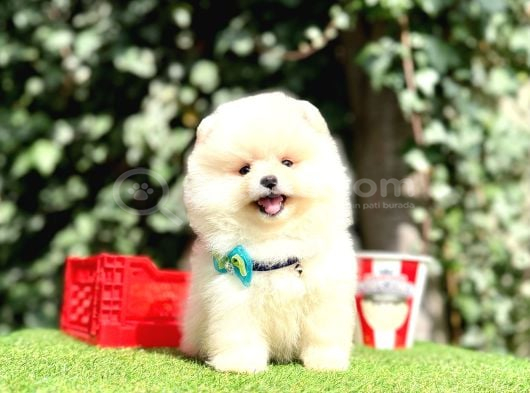 Ayıcık boo surat pomeranian yavrular