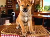 Shiba Lnu Eşsiz Güzellik Yavrular