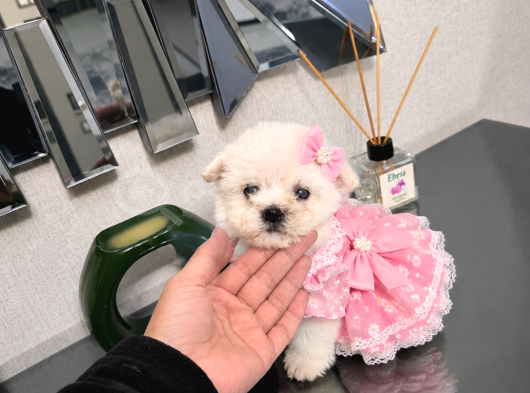 Kore Maltese Minnaklarım görsel