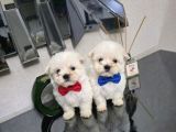 Kore Maltese Minnaklarım