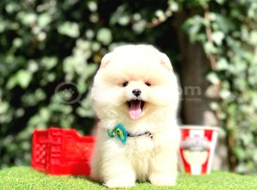 Ayıcık Boo Surat Pomeranian Yavrular görsel