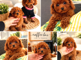 Ev Doğumu Kore Poodle Bebekler
