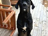 8 Aylık safkan cane corso