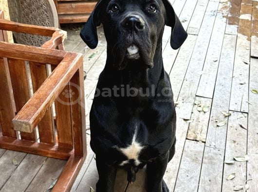 8 Aylık safkan cane corso