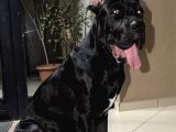8 Aylık Safkan Cane Corso
