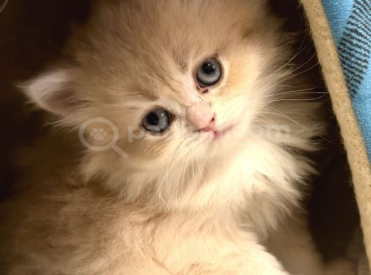 2 aylık British longhair dişi yavrumuz Yuvasını arıyor