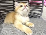 British Golden Bebek Kediş Ank Içi Yuva Arıyorum