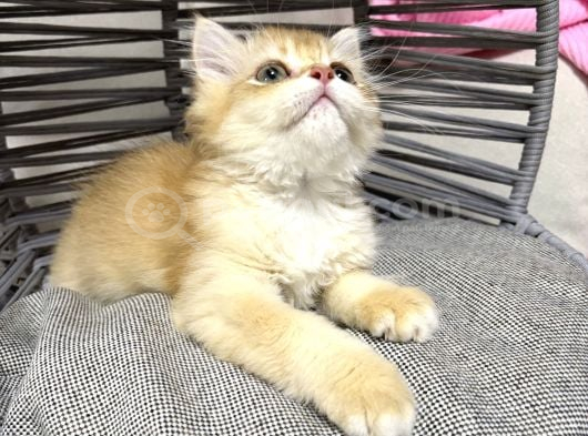 British Golden Bebek Kediş Ank Içi Yuva Arıyorum görsel