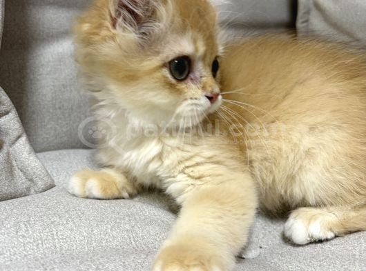 British Golden Bebek Kediş Ank Içi Yuva Arıyorum görsel