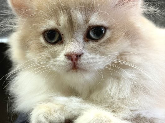 2 aylık British longhair dişi yavrumuz Yuvasını arıyor