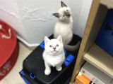 Irk Ve Sağlık Garanti Belgeli British Shorthair Yavruları