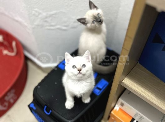 Irk Ve Sağlık Garanti Belgeli British Shorthair Yavruları görsel