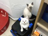 Irk Ve Sağlık Garanti Belgeli British Shorthair Yavruları