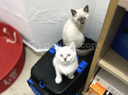 Irk Ve Sağlık Garanti Belgeli British Shorthair Yavruları görsel