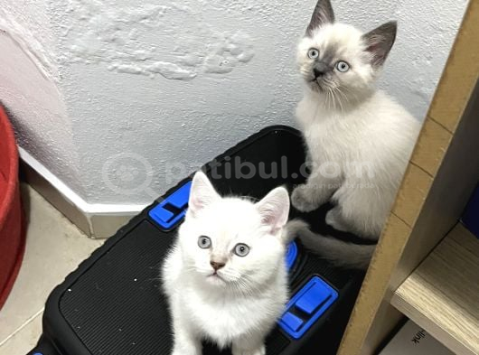 Irk Ve Sağlık Garanti Belgeli British Shorthair Yavruları