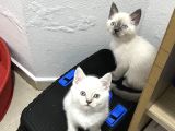 Irk Ve Sağlık Garanti Belgeli British Shorthair Yavruları