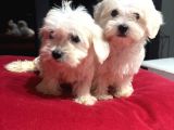 Sıfır Numara Kore Kanı Maltes Terrier Mini Boy