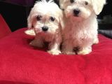Sıfır Numara Kore Kanı Maltes Terrier Mini Boy