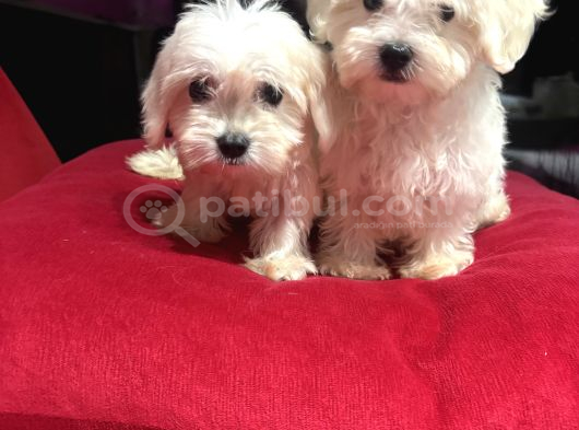 Sıfır Numara Kore Kanı Maltes Terrier Mini Boy görsel