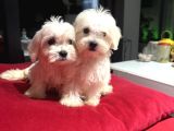 Sıfır numara kore kanı maltes terrier mini boy