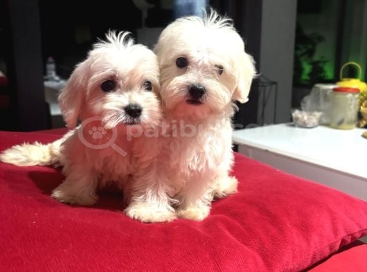 Sıfır numara kore kanı maltes terrier mini boy