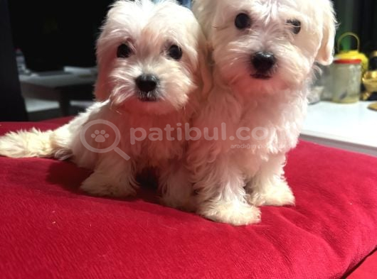 Sıfır Numara Kore Kanı Maltes Terrier Mini Boy görsel