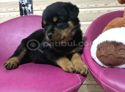 Rottwei̇ler görsel
