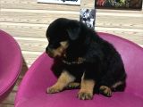 Rottwei̇ler