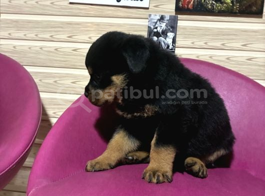Rottwei̇ler görsel
