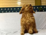 Mi̇nyatür Poodle
