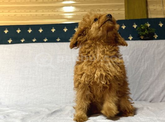 Mi̇nyatür Poodle görsel