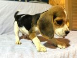 Beagle