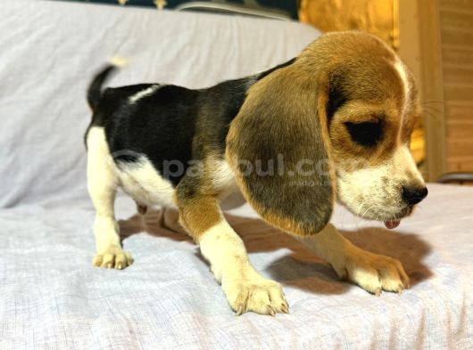 Beagle görsel